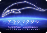 アキシマクジラ