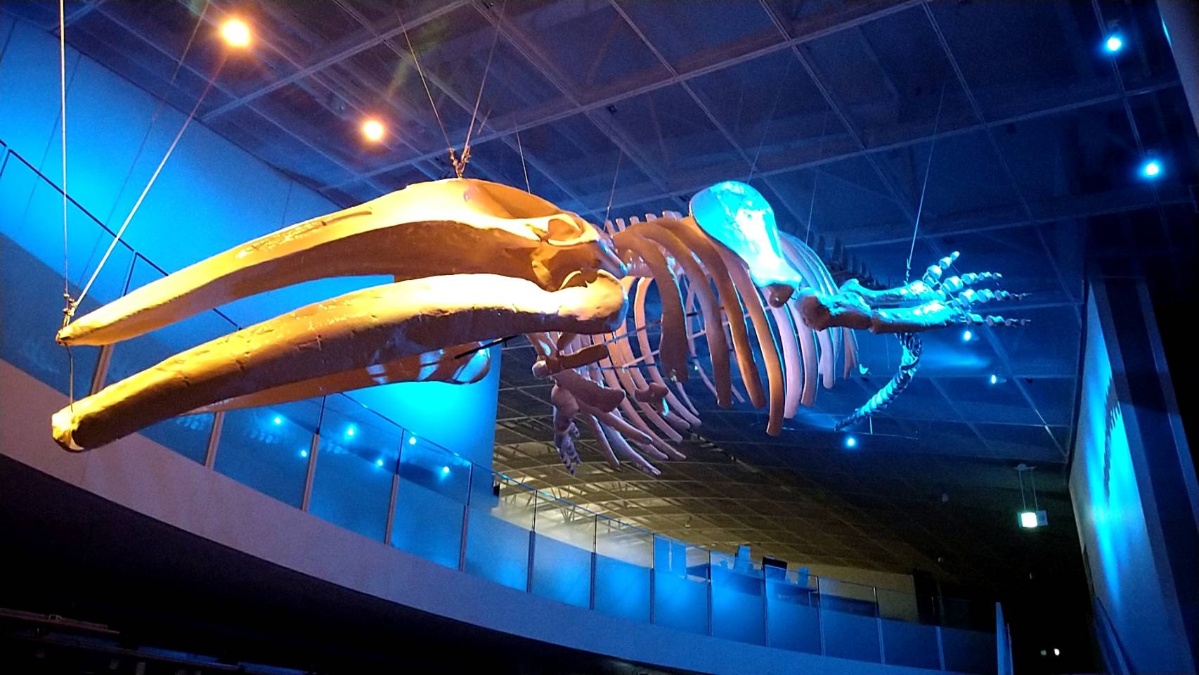 青と黄色でライトアップされたアキシマクジラ化石標本レプリカの写真